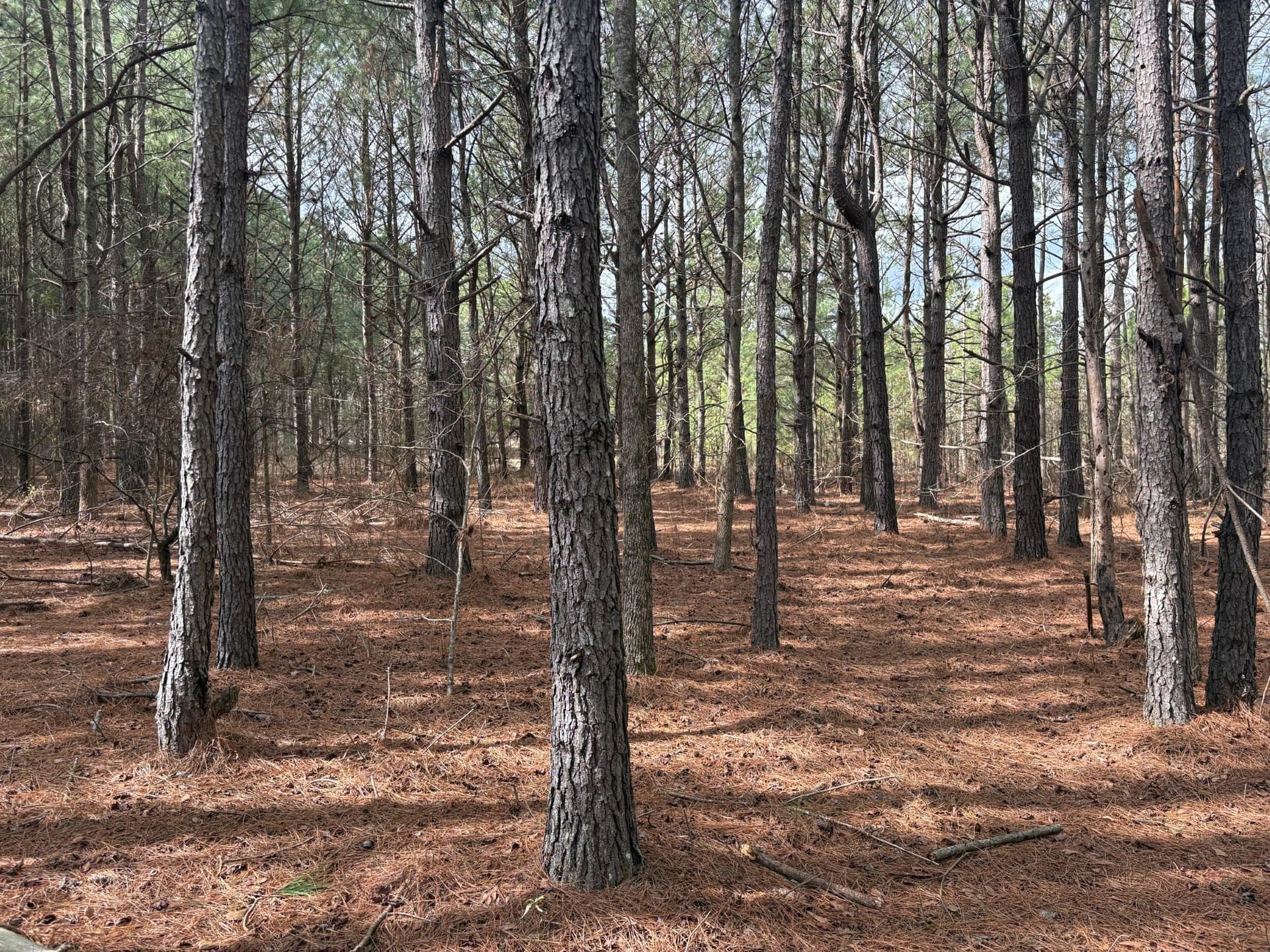 5 Ac. Homesite Cleared & Wooded