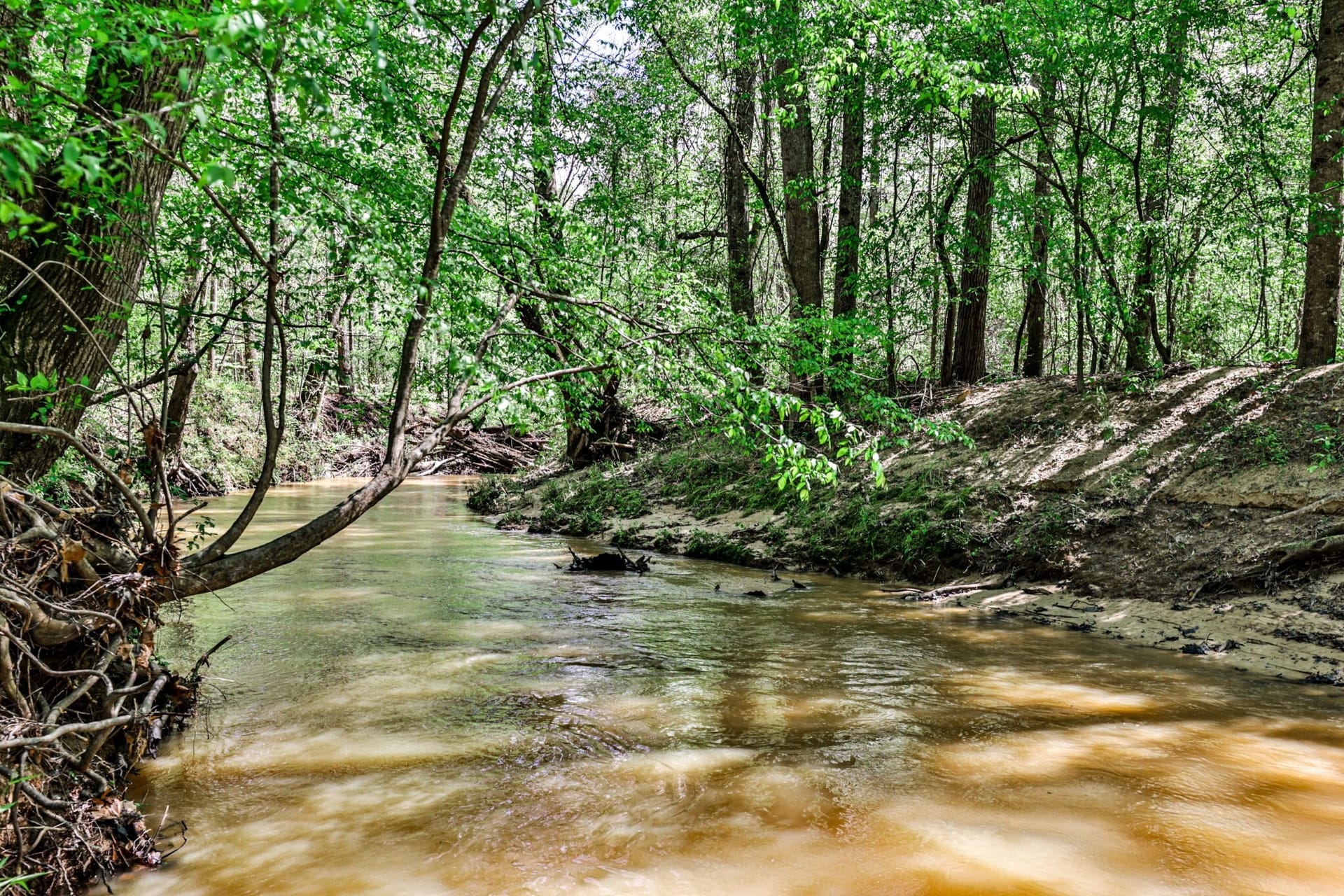 Dry Creek Plantation