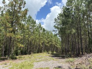 Country Homesite