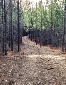 Country Homesite