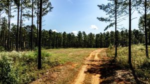 Yellow Creek Timber Farm