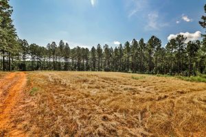 Yellow Creek Timber Farm East