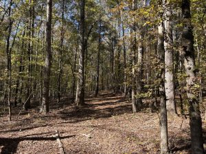 Acreage Homesite North of Zebulon