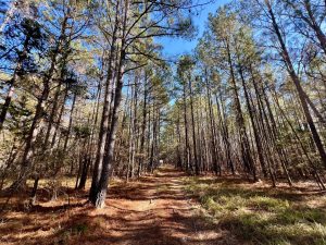 St Marys Rd Hunting & Timber