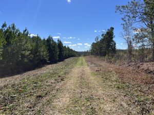 Hulmes Chapel Timber – Tract 2