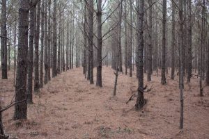 Homesite with Hunting