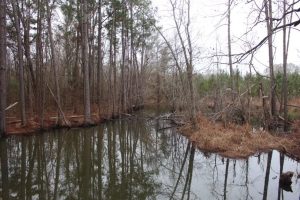 Country Homesite with Hunting