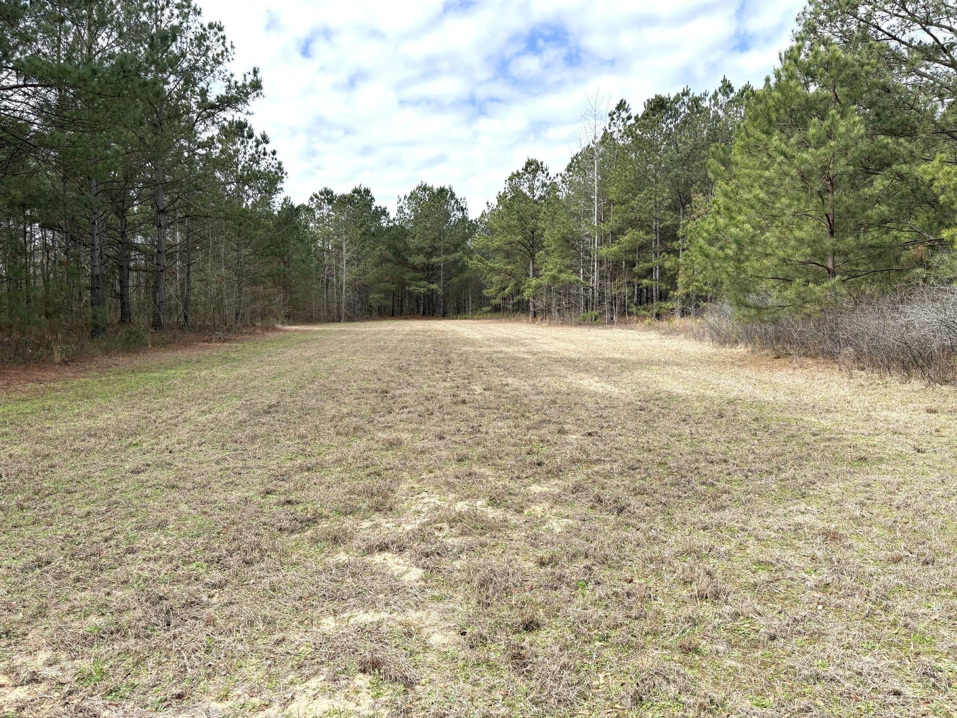 Planted Pine Homesite Lot