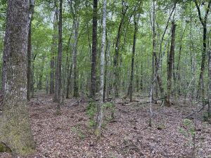 Homesite & Recreational Land