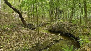 Log Dam Creek Tract