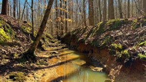 Harley Rucker Rd Hunting Tract