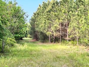 Roach Tract 1 on Rocky Creek