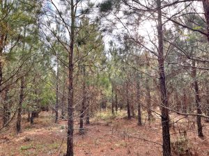 Roach Tract 2 on Turkey Creek