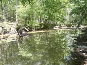 Shoulderbone Creek Timberland