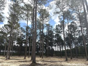 Hardie Farms Tract 1