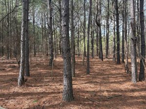 5 Ac. Homesite Cleared & Wooded