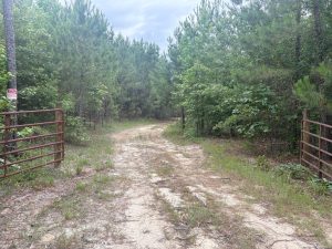Live & Hunt 12 Acre Lot