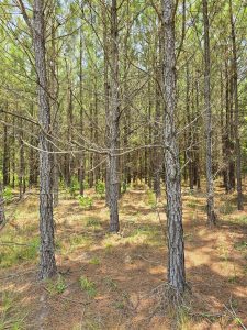 North Burke Investment Opportunity